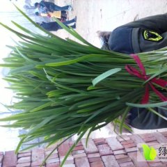 2014尉氏韭菜抓住商机无限