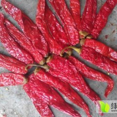 宁河天津刘建永1月津红辣椒