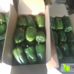 莘县辣椒绿色无公害,魏庄古希阳诚信合作