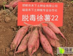 禾下土高淀粉红薯苗徐薯22高产高品质易加工