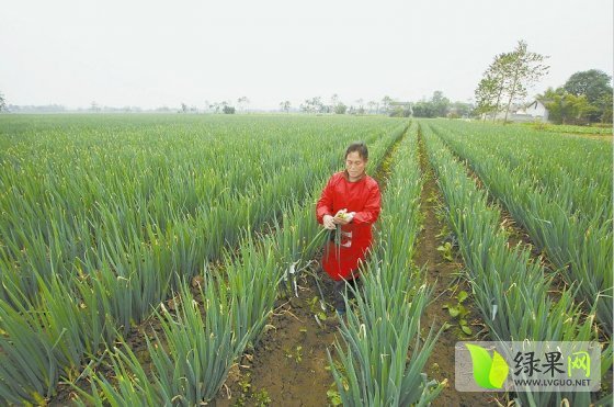 2014年河南新野铁杆大葱价格