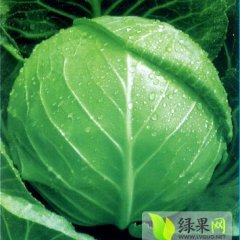 沛县大棚甘蓝,敬安镇诚信合作。