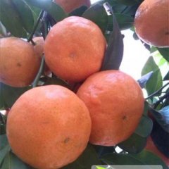 湖南江永沙糖桔营养丰富