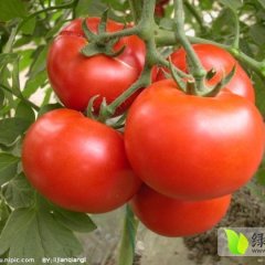 岱岳西红柿欢迎合作,房村张传金诚信合作