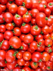 普兰店西红柿何去何从,花儿姜林诚信合作