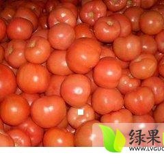 禹城房寺褚长鹏10月瑞星西红柿