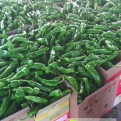 费县薛庄王启振9月砀椒三号辣椒