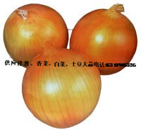 安丘洋葱著名品牌赵戈楚晓东诚信合作