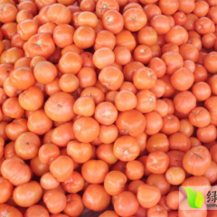 山东费县硬粉西红柿著名品牌