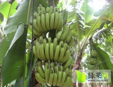 海南儋州巴西香蕉火热上市