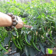 秀英秀英刘经理12月线椒辣椒