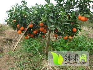 纽荷尔脐橙