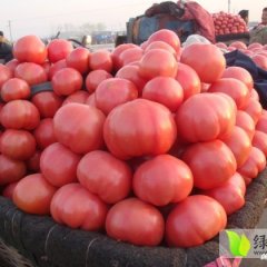 滕州鲍沟张玉兰11月粉迪尼217西红柿