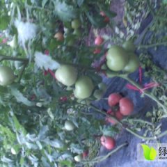 2014滕州西红柿价格波动不大