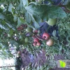 滕州西红柿营养丰富,鲍沟张玉兰诚信合作