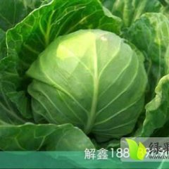 2014莒南甘蓝再不来就没机会了！