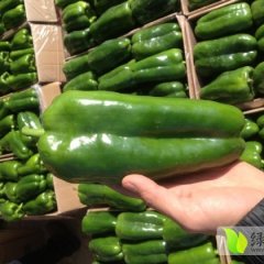 山东商河甜椒辣椒著名品牌