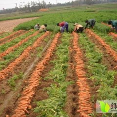 鄄城其他蔬菜逐渐升温,闫什申先生诚信合作