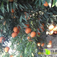 云南宾川柳叶橘上市