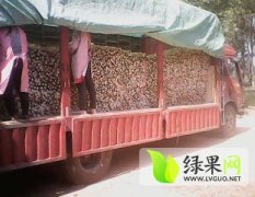 山东单县长期供应九斤黄山药、铁棍等绿色食材