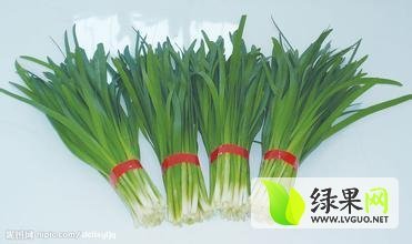 山东莘县汉中韭王韭菜上货量大