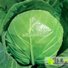 2014西昌甘蓝质量上乘礼州边军诚信代办