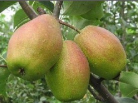 大荔红香酥梨何去何从