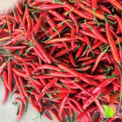广东电白美人椒辣椒香甜可口