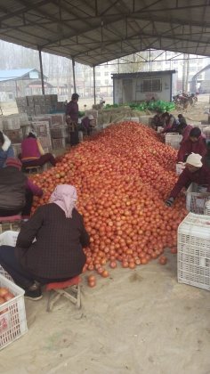 东昌府沙镇刘刚5月硬粉西红柿