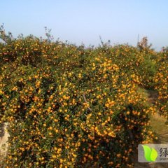 南丰柑橘长势旺盛洽湾崔俚胜诚信合作