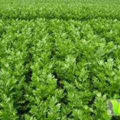 2014怀远芹菜值得出手