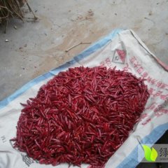 2014民权辣椒抓住商机无限