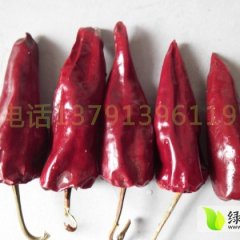 宁津辣椒刘先生12月北京红辣椒