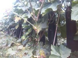 博罗冬瓜值得出手