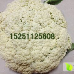 江苏东台有机菜花著名品牌
