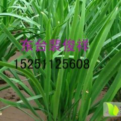 江苏东台平韭6号韭菜品质佳，价格公道！