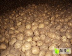 河北围场大白花土豆口感爽口