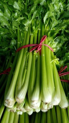 山东沂南皇妃芹菜上货量大