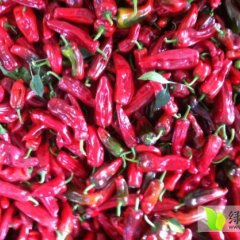 2014清浦辣椒俏销大江南北