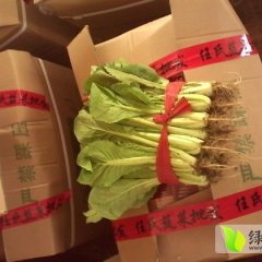 岱岳小白菜聚焦市场,良庄李存诚信合作