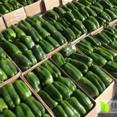 2014商河辣椒现在订货有惊喜