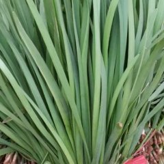 尉氏庄头阮学锋10月 富生韭菜