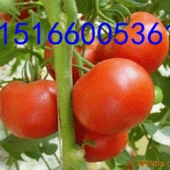 山东平度硬粉西红柿名扬天下，快来发财了