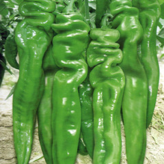 2019海南螺丝椒现在订货有惊喜