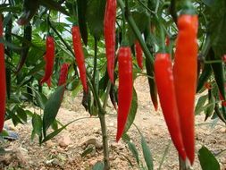 2016海南美人椒新上市现在订货有惊