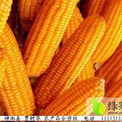 2014神池玉米再不来就没机会了！