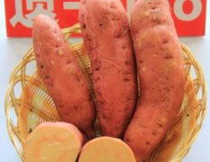 遗字138红薯苗在烘烤型脱毒甘薯系列中表现优秀