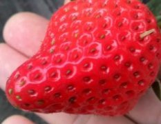 辽宁丹东99草莓 甜查理草莓