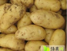 2014滕州土豆价格波动不大