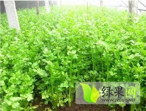 沂南芹菜早买早赚,蒲汪谢永合诚信合作